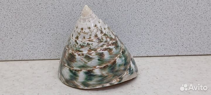 Трохус Пирамис 6,5*6 морская ракушка раковина