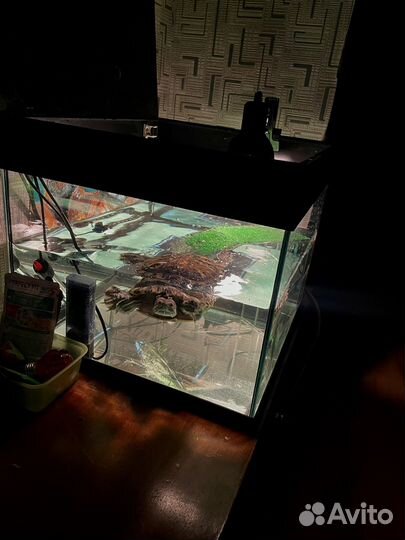 Черепаха с аквариумом