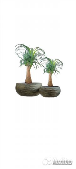 Растения в детскую комнату бокарнея d19 - 2400р