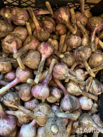 Молодой свежий чеснок в Нахабино