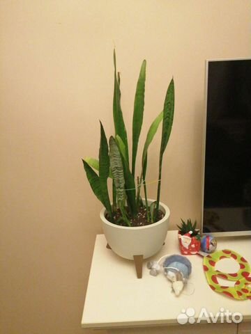 Сансевиерия