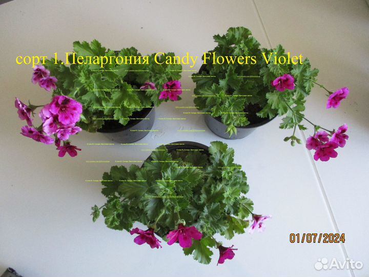 Королевская пеларгония