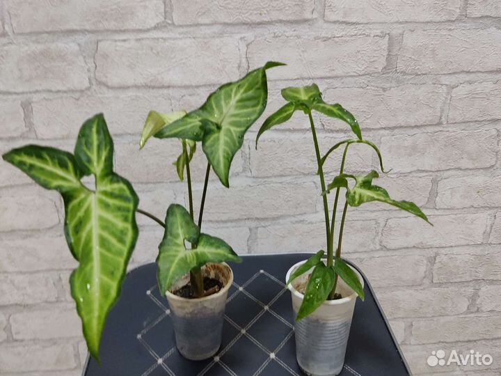 Сингониумы