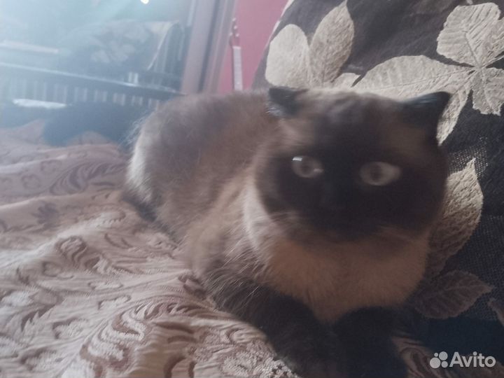 Отдам кота в добрые руки