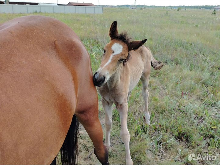 Кабыла с жеребенком