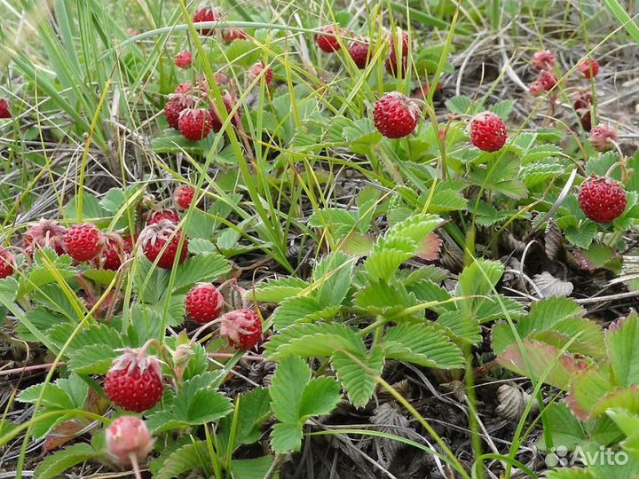 Земляника Лесная доставка