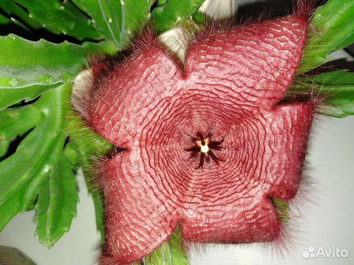 Кактусы и суккуленты