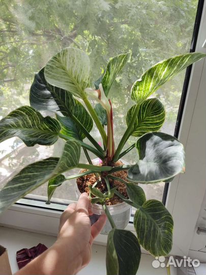 Бонсай кармона и другие