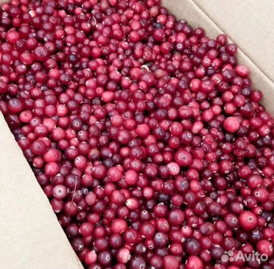 Клюква ягода