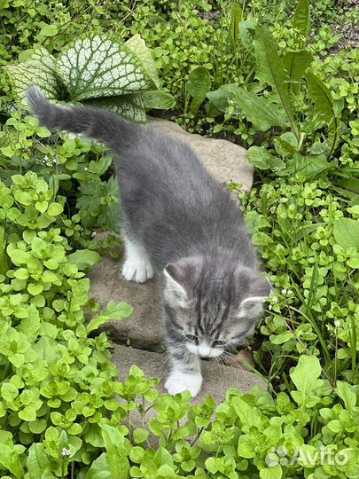 Котята в добрые руки бесплатно