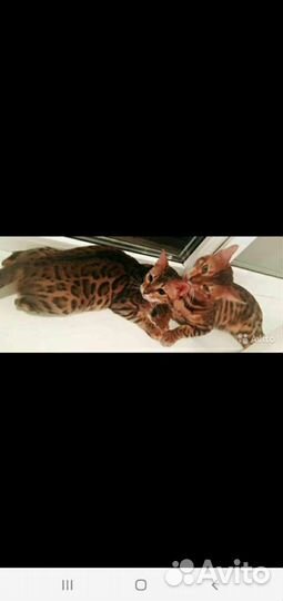Бенгальские котята