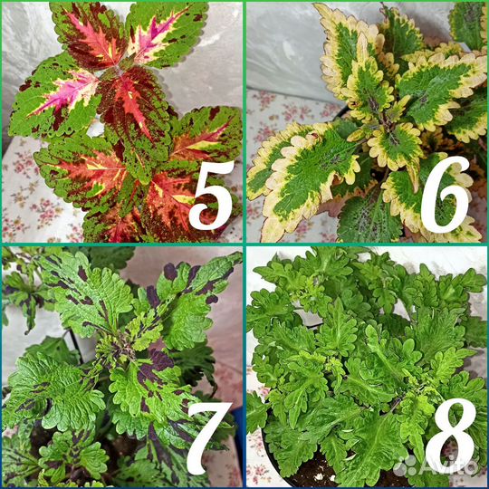 Колеус 33 сорта