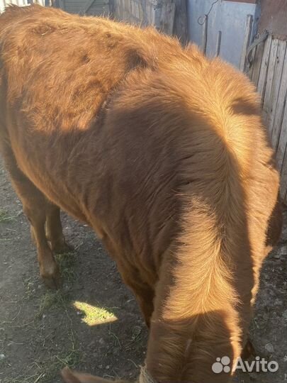 Продам тёлку