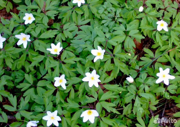 Многолетние садовые цветы ветреница садовая