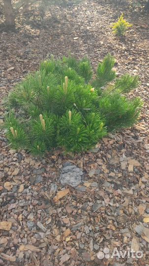 Кора мульча в мешках