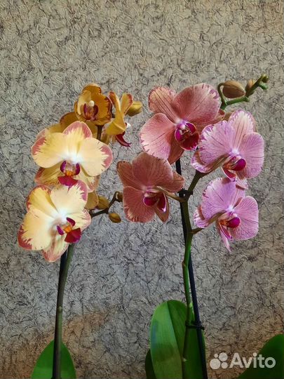 Орхидея фаленопсис, пелорик