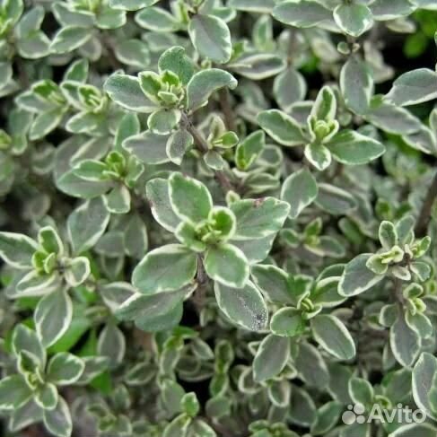 Тимьян (Чабрец, Чабер) лимоннопахнущий Silver Quee