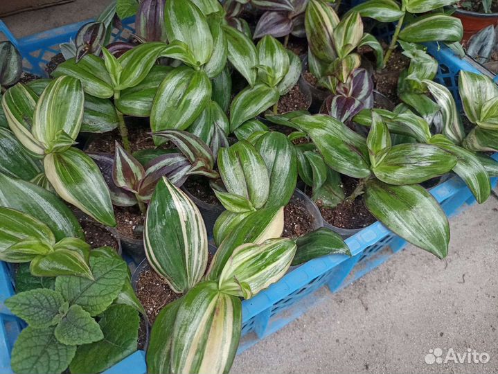 Традисканция