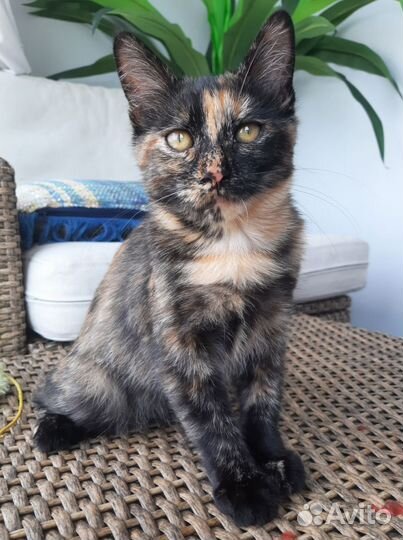 Спасите Куклу