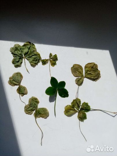 Клевер четырехлистный