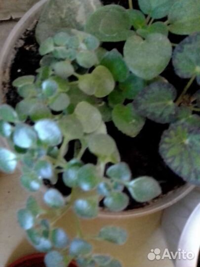 Пеларгония герань