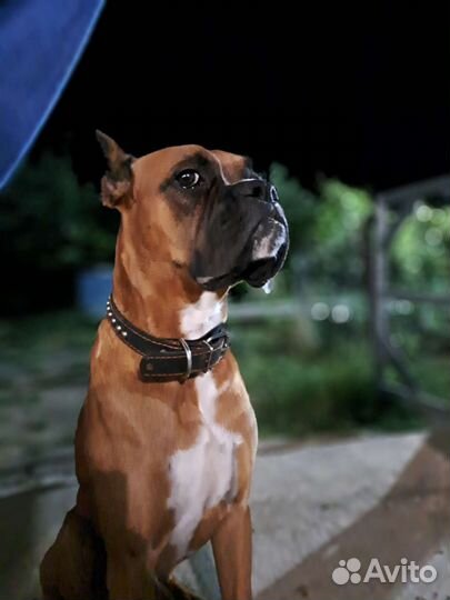 Боксер ищет девочку