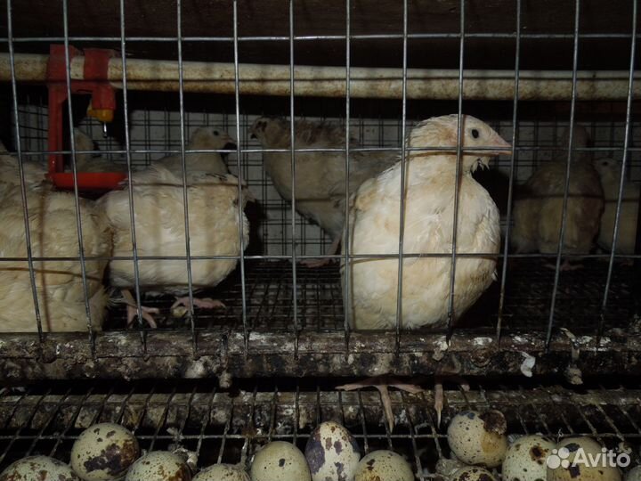 Перепелки несушки