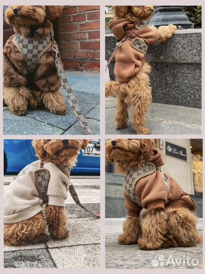 Брендовая шлейка для собак Gucci, Burberry+поводок