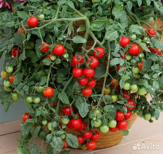 Комнатные растения. Комнатный томат