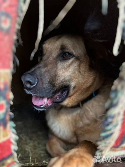 Собака пёс в добрые руки