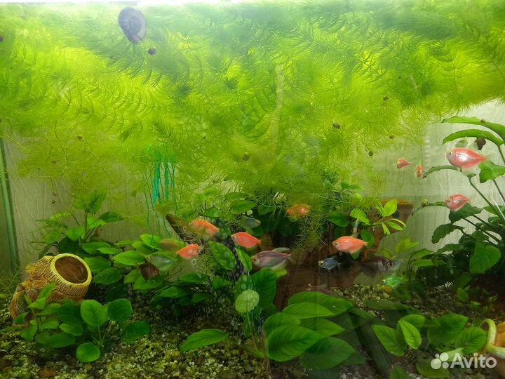 Аквариумные растения Роголистник