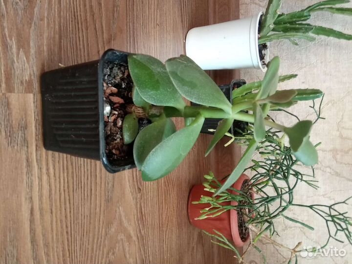 Суккуленты