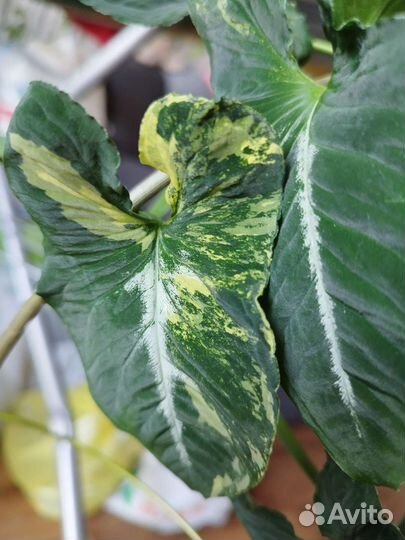 Сингониум яичница