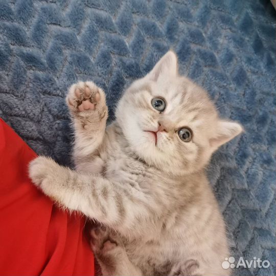 Британские котята