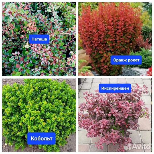 Саженцы барбариса