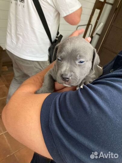 Щенки питбуля голубой окрас Pitbull