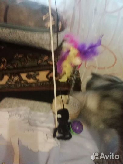 Игрушка - дразнилка - неваляшка для котика