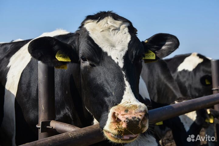 Работа разнорабочим