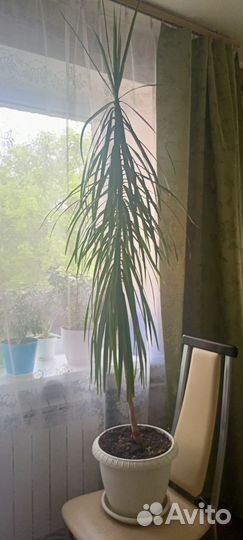 Драцена