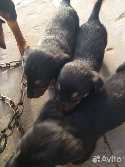 Отдам щенков таксы в хорошие руки