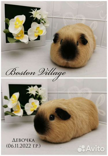 Морская свинка Калифорния