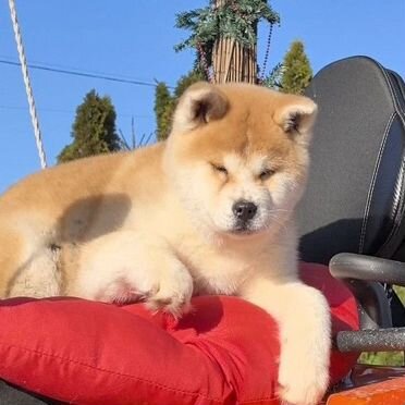 Акита-ину, щенок