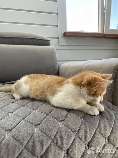 Котенок бесплатно