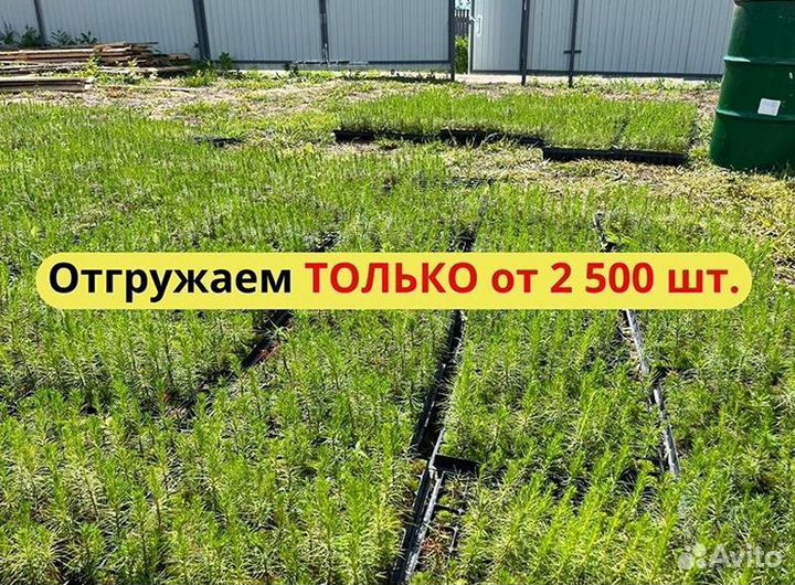 Сеянцы сосны зкс