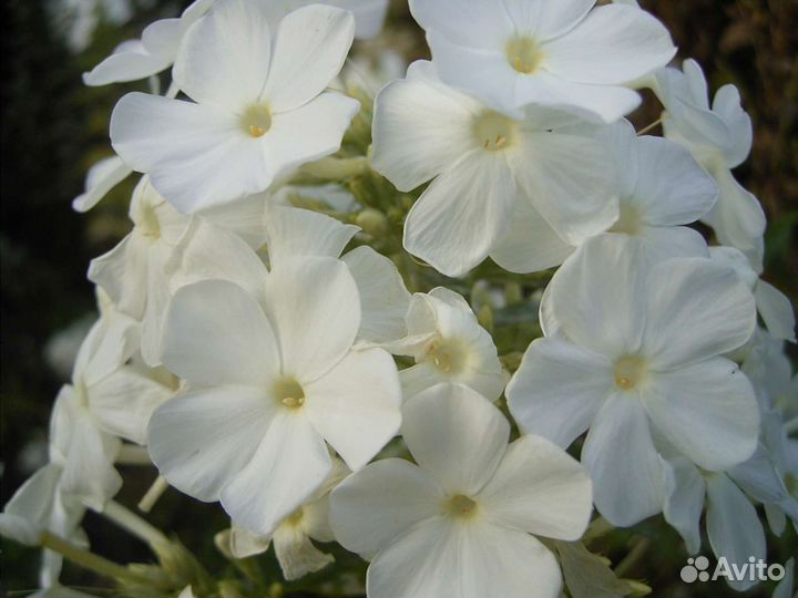 Ирисы деленки и Флоксы белые кустики