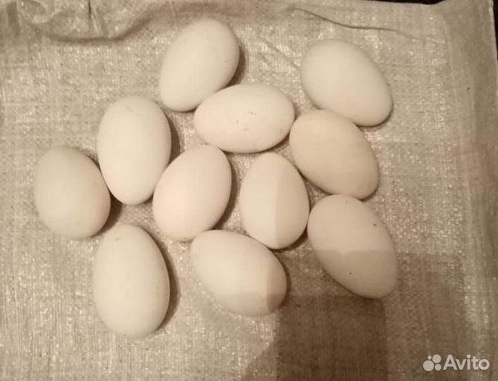 Яйцо гусиное