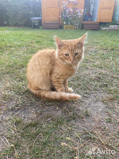 Рыжий котик ищет семью