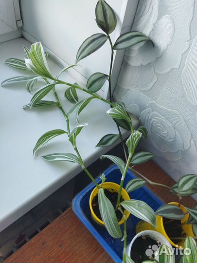 Традесканции