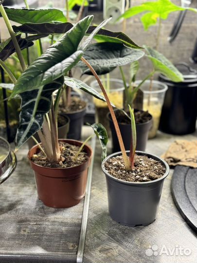 Алоказия платинум