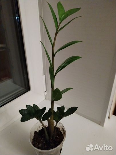 Замиакулькас